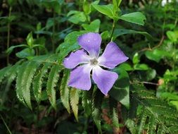 lonely periwinkle on a bush close up