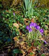 violent crocus blossom bloom spring