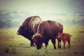 Buffaloes in wilderness