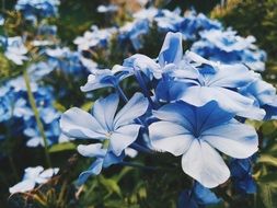 blue wildflowers in the wild