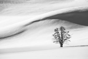 Snow Dunes in Winter