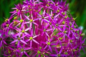 Ornamental Onion Flower close-up on blurred background