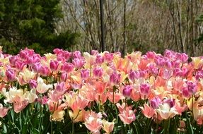 beautiful pink flower field