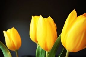 bright yellow tulips on a black background