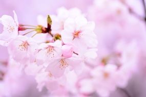 Beautiful flowers in spring in Japan on a blurred background