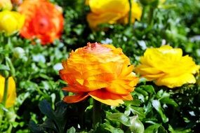 bush with colorful ranunculus closeup
