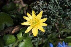 tiny yellow celandine flower