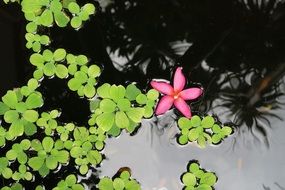 Aquatic Plant
