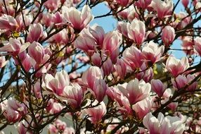blooming magnolia closeup