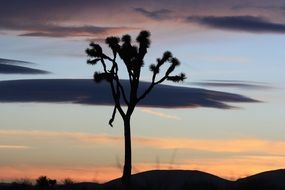 incredibly handsome tree at Sunset