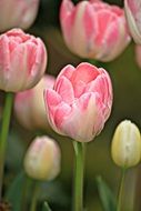 pink tulips flowers