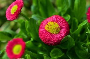 tiny red daisies