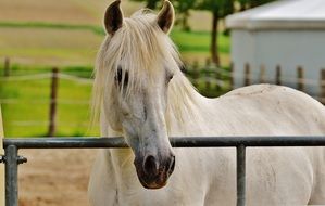 white thoroughbred horse in the pen