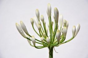 bud flower blossom macro photo