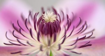 two-color pointed large flower close-up