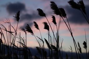 silhouette of tall reeds in the swamp at sunset close-up on blurred background