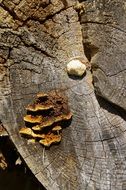 Picture of Mushrooms on a tree trunk