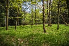 birch trees in a green meadow on a sunny day