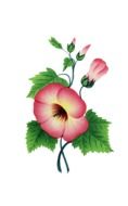 isolated pink flower