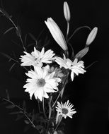 black and white photo of Bouquet Flower