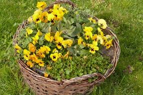 Pansy Early Bloomer