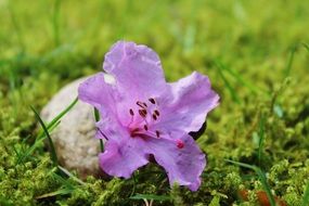 violent Azalea Blossom on green grass