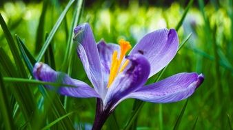 blue crocus flower in the springtime close-up on blurred background