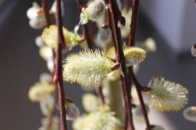 willow is a symbol of spring