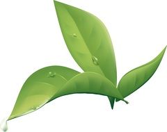 Picture of green leaf with raindrops