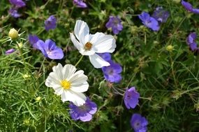 Picture of summer plants on flower meadow