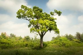 green lonely tree among green nature