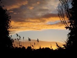 wild plants at twilight