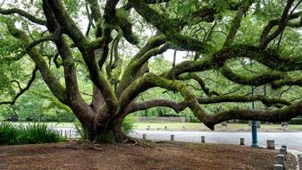 Gnarled tree with the green moss