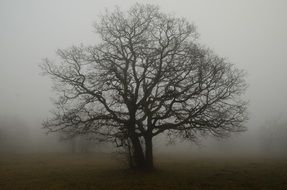 tree with bare twisted branches in the fog