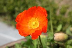 red poppy on a sunny day closeup