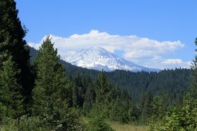 snowy Mount Shasta behind spruce forest, usa, California