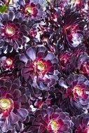 bright dark flowers close up