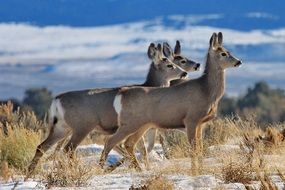 Mule Deer Doe