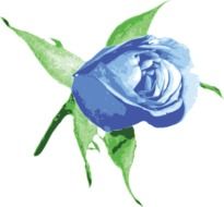 Drawing of the beautiful blue rose clipart