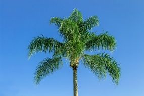 green palm leaves against a clear sky
