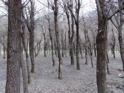 forest in woodland