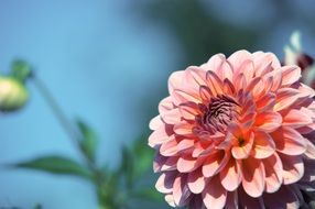 lush flower on a blurred background