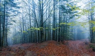 forest in the mountains of Ukraine
