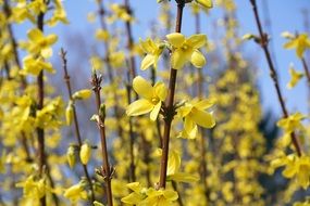 delightful beauty Forsythia Sepals