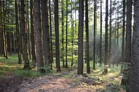 forest in sunshine