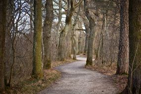 landscape of the path between the trees