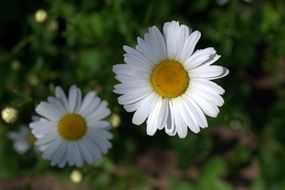 most beautiful Daisies White Flower