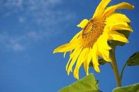 blooming sunflower against the blue sky