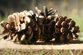extraordinary beautiful Pine Cones