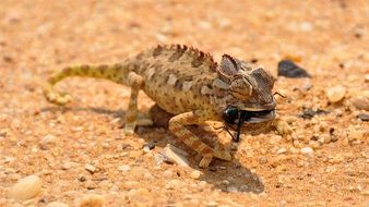 Africa Namibia fauna